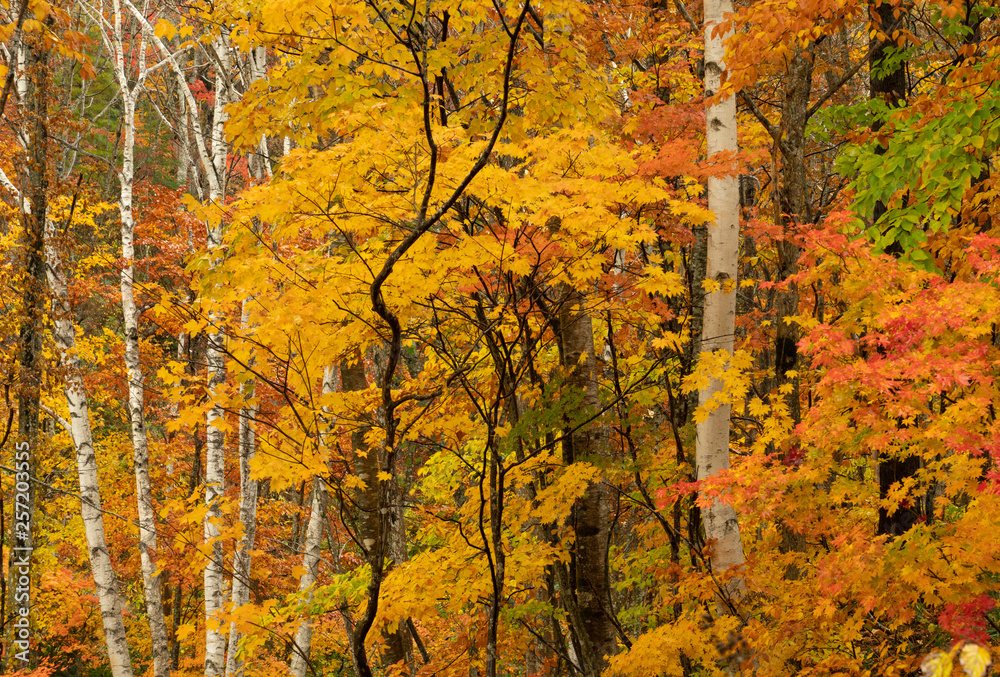 東北の森  美しき秋の森