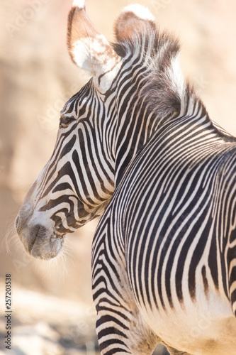 Side View of a Zebra 