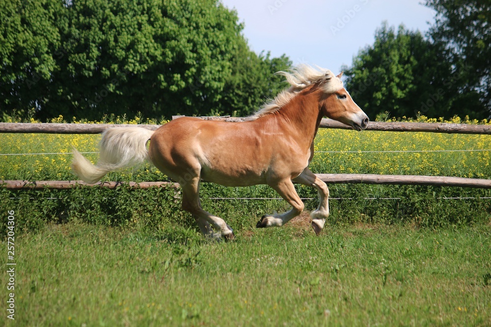 Obraz premium beautiful haflinger horse is running on a paddock in the sunshine