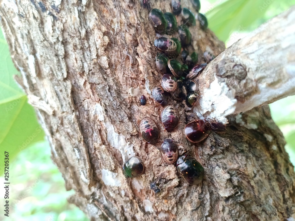 bug on garden tree 