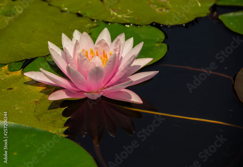 Close up of pink lotus flower