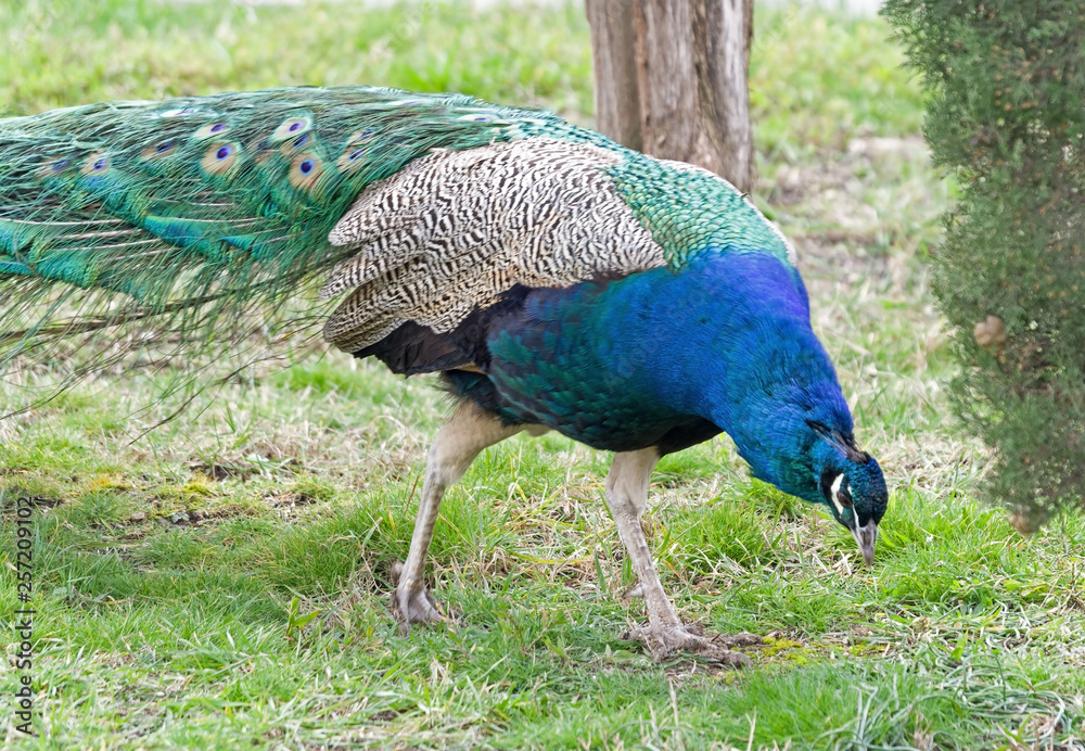 Obraz premium the Beautiful Peacock