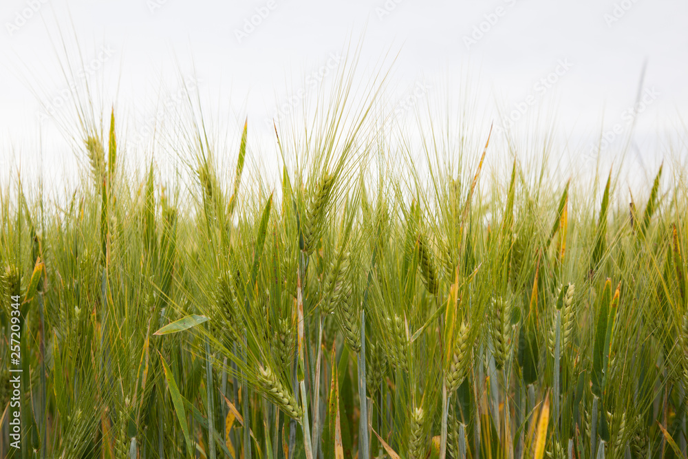 Green field of wheat