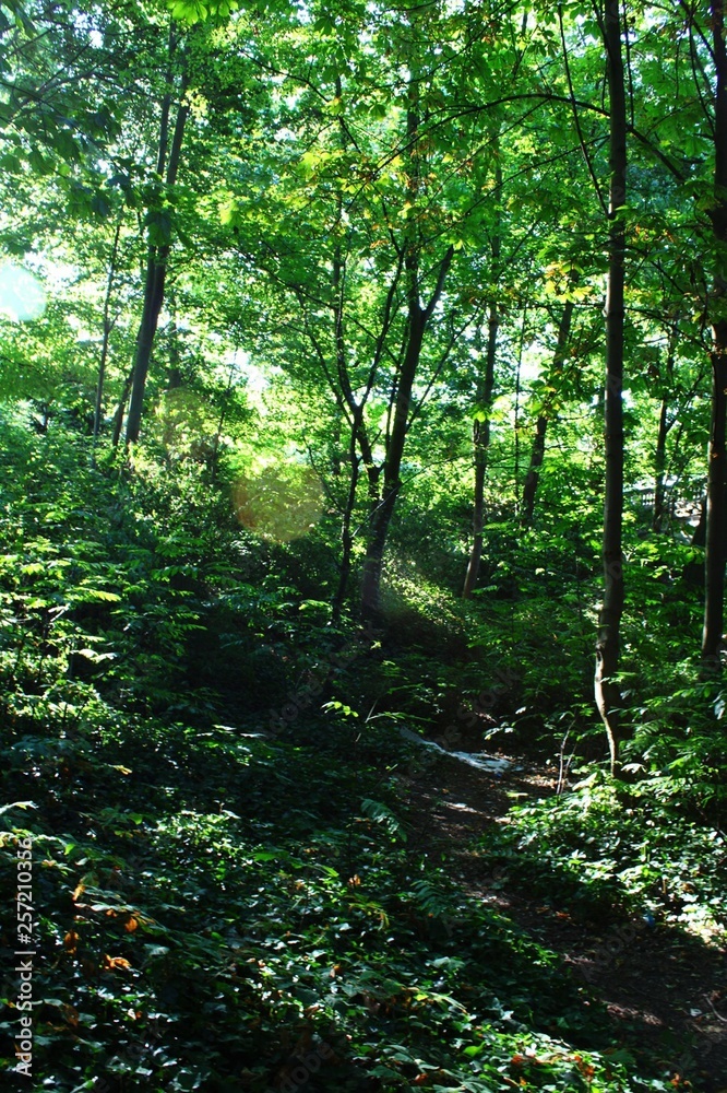 The sun's rays make their way through the crowns of trees growing in the forest. The sun's rays make their way through the crowns of trees growing in the forest.