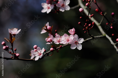 Branch of prunus serrulata japanese cherry in the spring garden