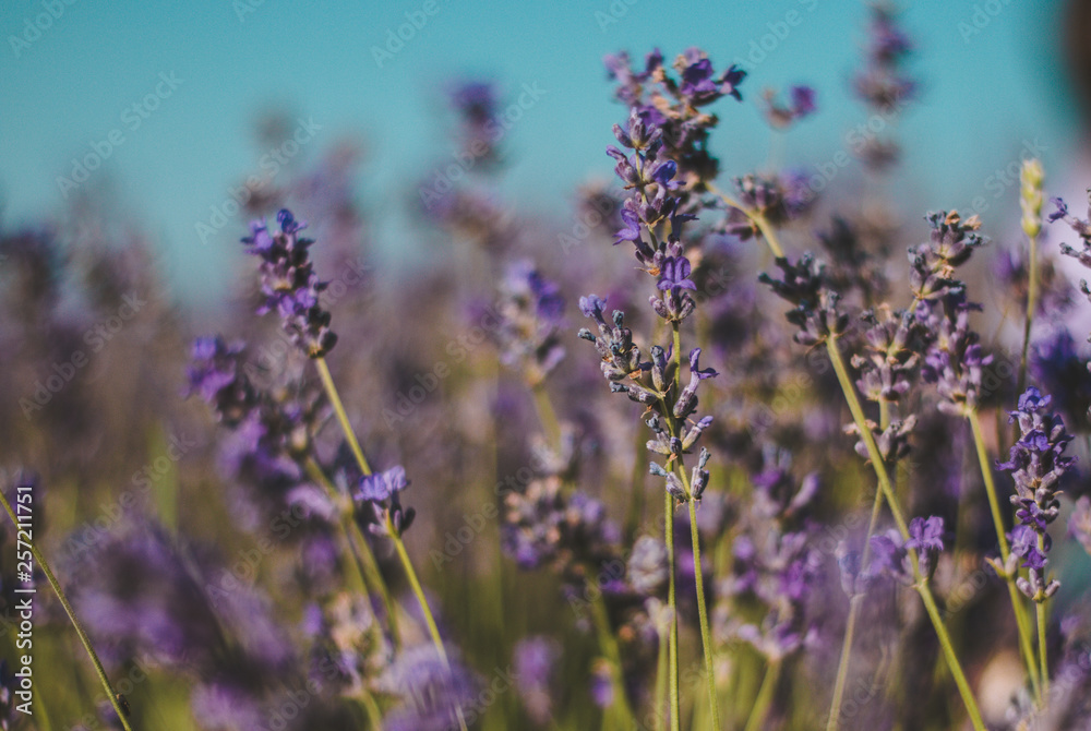 Fototapeta premium Lavender close up 