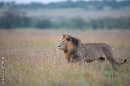 Fototapeta Naklejka Na Ścianę i Meble -  Walking lion