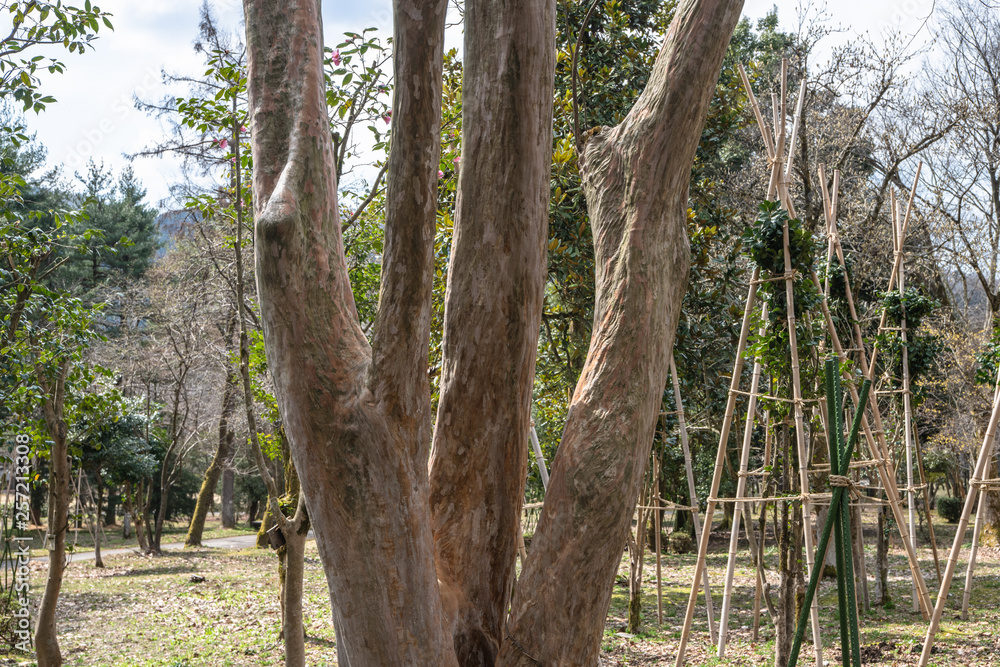 味わいある公園の樹木の幹