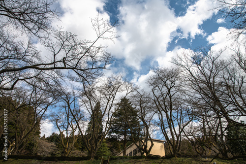 早春の林と青い空 白い雲