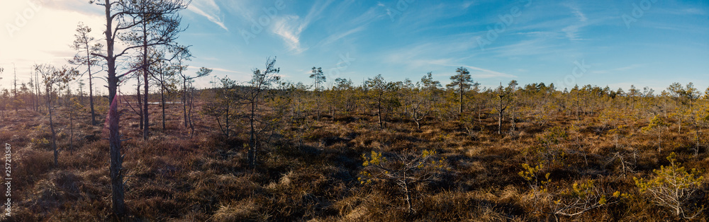 Fototapeta premium swamp in the morning
