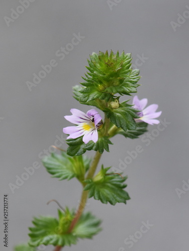The small wildflower herb drug eyebright Euphrasia stricta photo