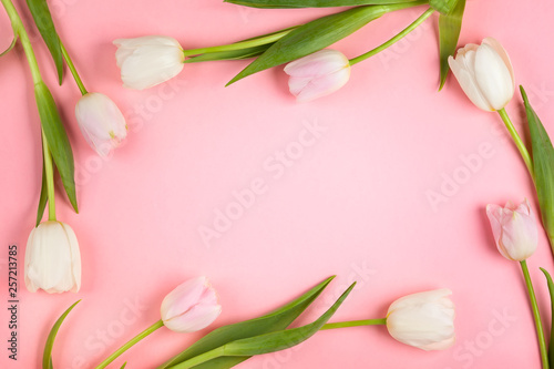 Beautiful white and pink tulips flowers for holiday.