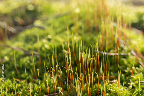 fresh green moss and grass blades macro