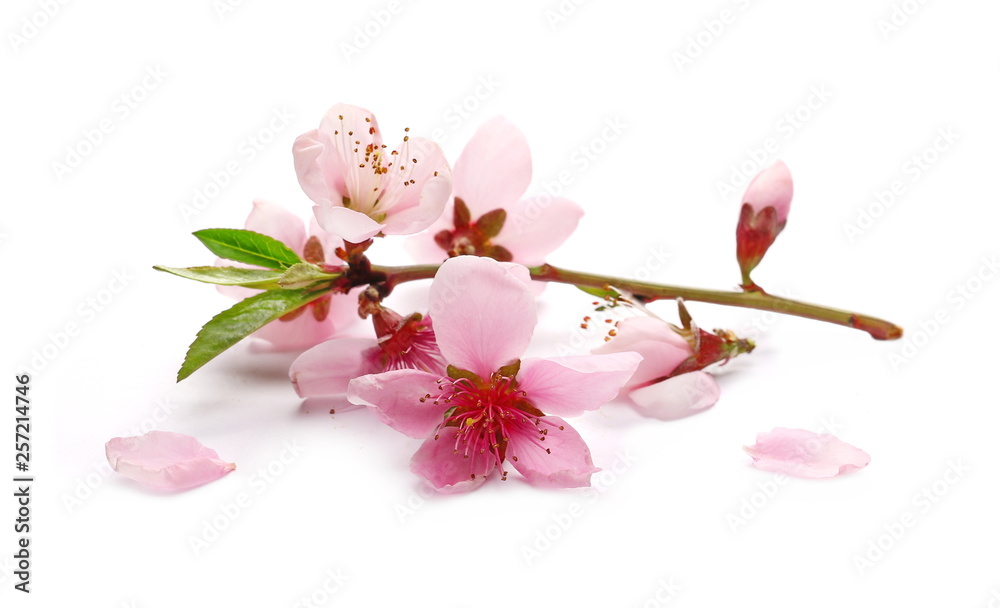 Naklejka premium Spring flowers isolated on white, with clipping path