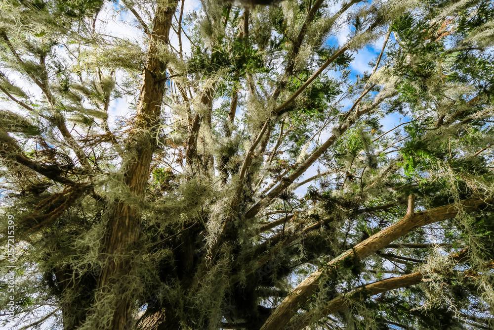 Fototapeta premium Florida Spanish Moss