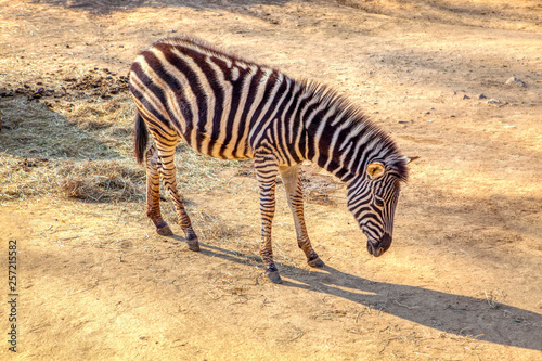 zebra foal in the sunny day  © russieseo