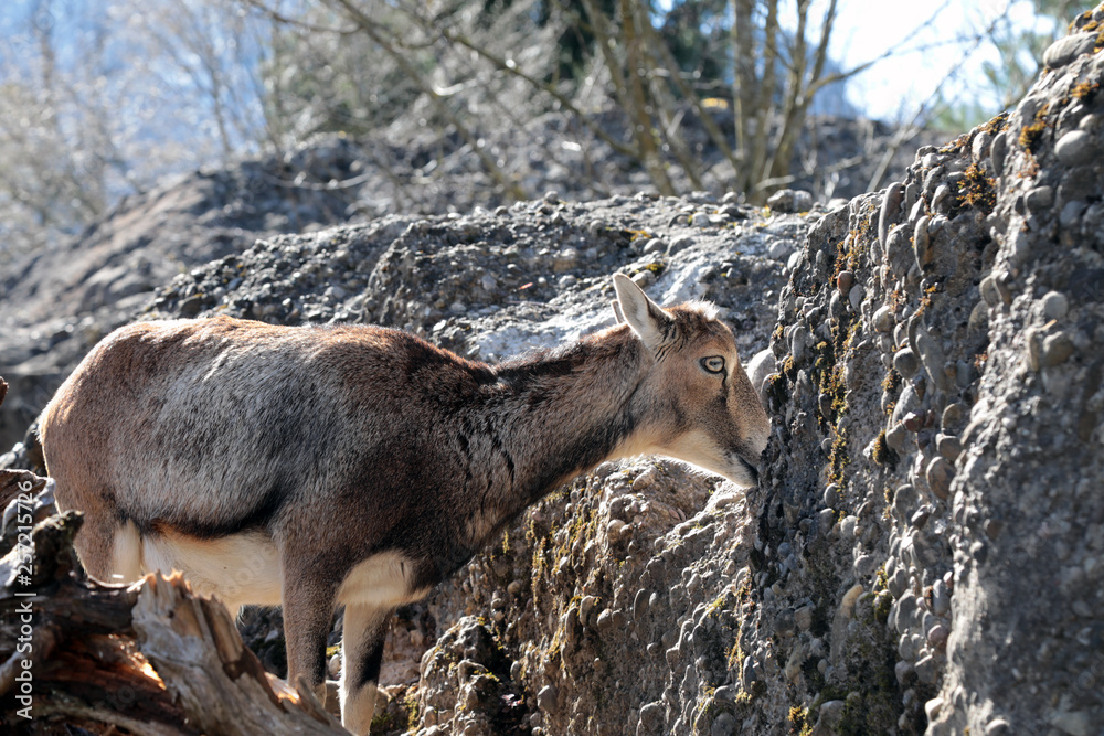 Obraz premium Chamois female between rocks
