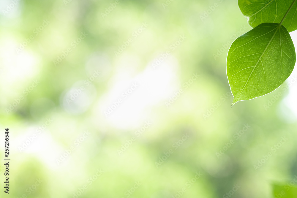 Close up beautiful view of nature green leaves on blurred greenery tree background with sunlight in public garden park. It is landscape ecology and copy space for wallpaper and backdrop. Close up beautiful view of nature green leaves on blurred greenery tree background with sunlight in public garden park. It is landscape ecology and copy space for wallpaper and backdrop.