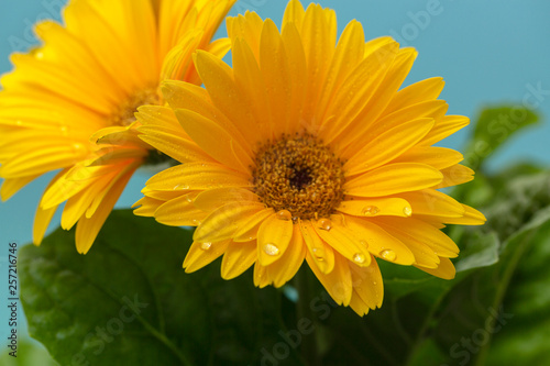 Beautiful blooming gerbera is blooming. Yellow Gerbera daisy macro with water droplets on the petals. Flower background.