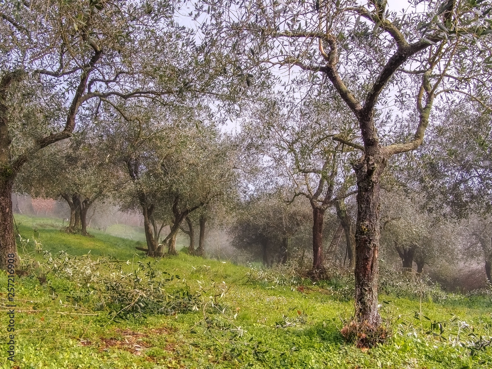 Early spring morning, still misty, in the Italian olive groves, north Tuscany. Pruning underway, hence ladder.