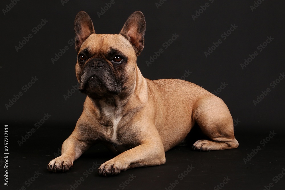 beautiful lying french bulldog portrait in the dark studio