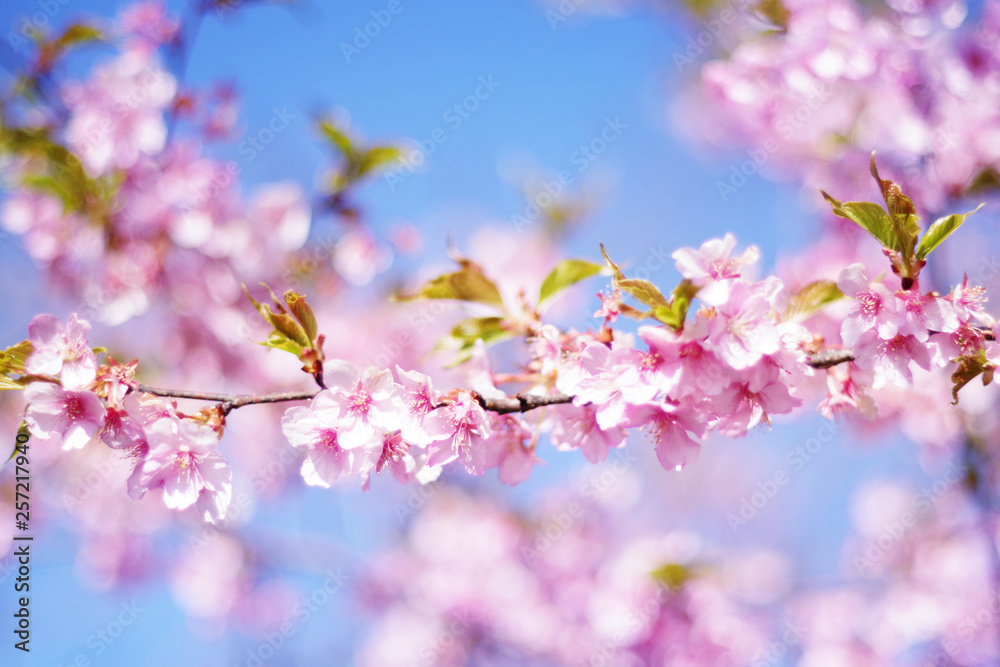 Cherry blossoms and blue sky - one day in Japan