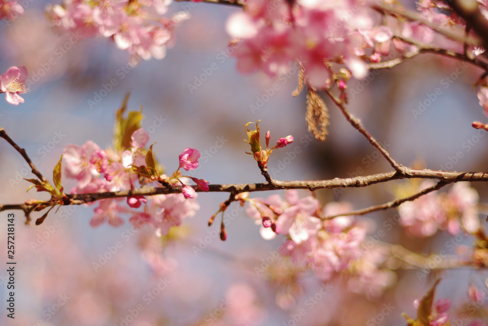 Cherry blossoms and blue sky - one day in Japan Cherry blossoms and blue sky - one day in Japan