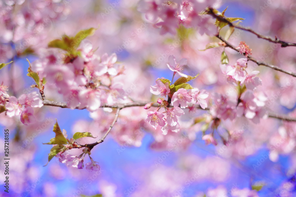 Cherry blossoms and blue sky - one day in Japan Cherry blossoms and blue sky - one day in Japan