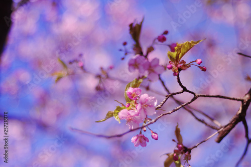 Cherry blossoms and blue sky - one day in Japan