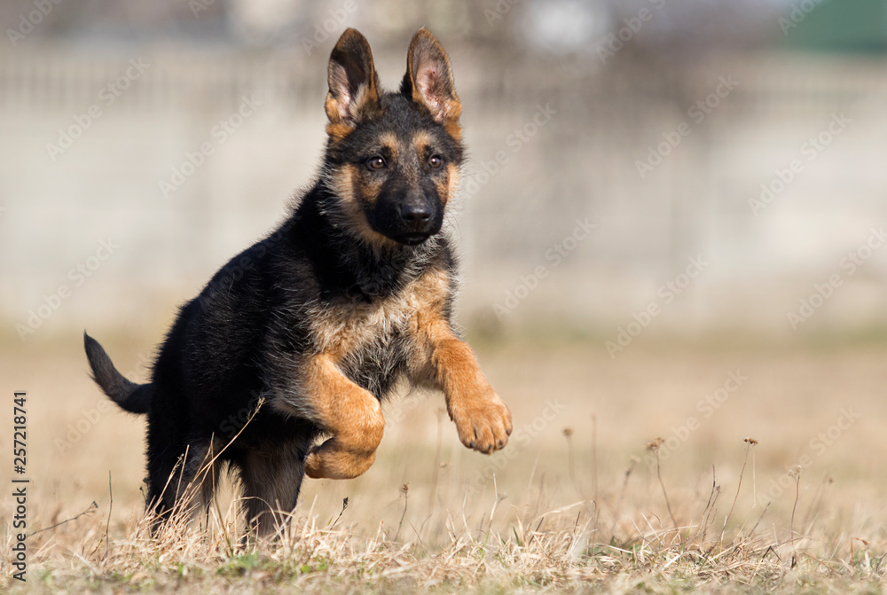 german shepherd puppy outdoors german shepherd puppy outdoors