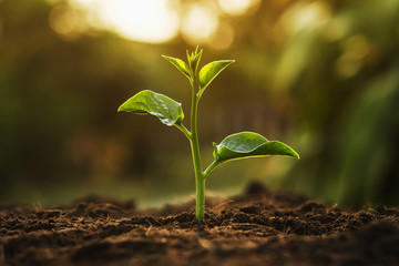 young tree growing in garden with sunrise. eco concept earth day
