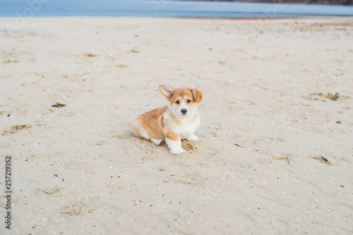 Welsh corgi pembroke puppy playing on the sand © Irina84