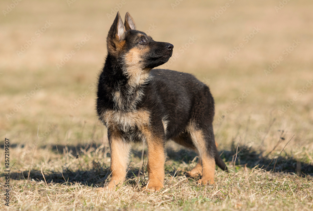 puppy breed German shepherd on a street walk puppy breed German shepherd on a street walk