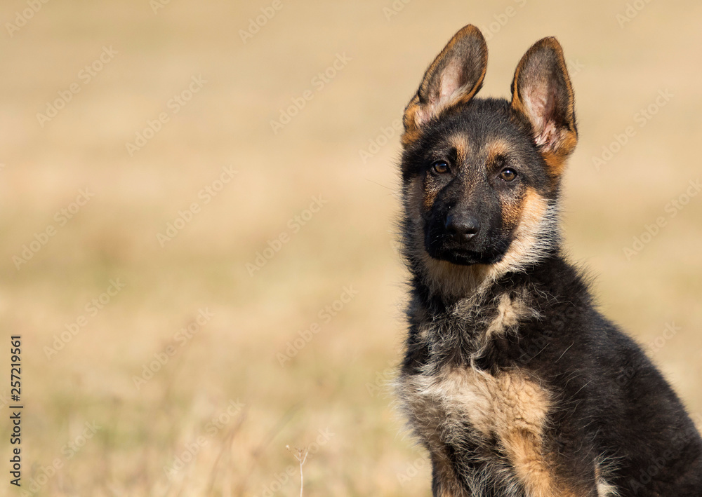 puppy breed German shepherd on a street walk