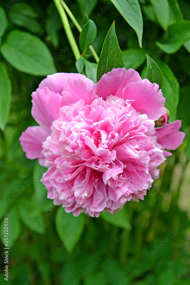 Large flower of a peony (Paeonia L.)