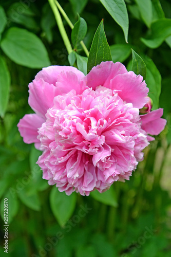 Large flower of a peony (Paeonia L.)