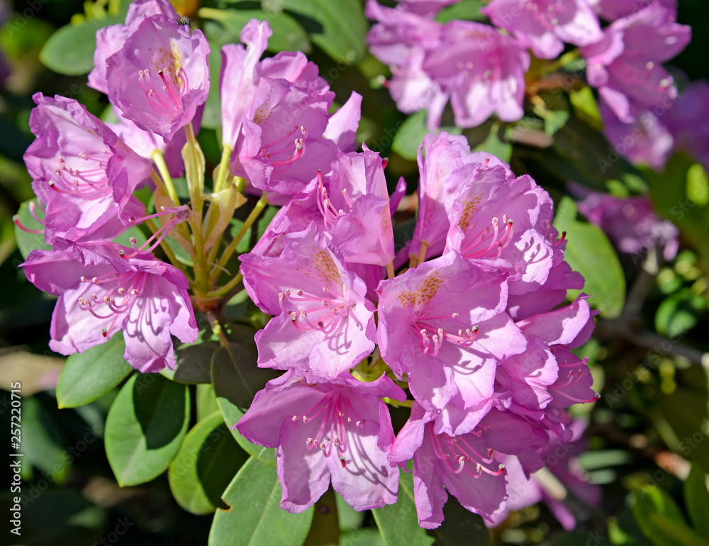 Flowers of a pink rhododendron (Rhododendron L.) close up Flowers of a pink rhododendron (Rhododendron L.) close up