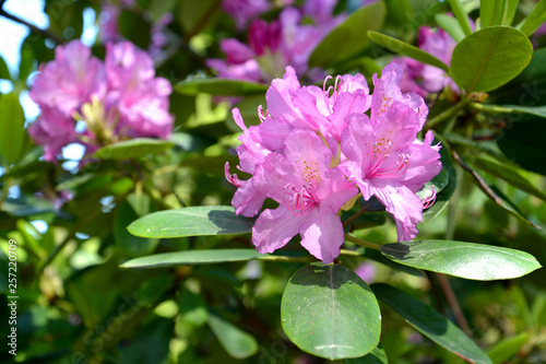 The blossoming pink rhododendron (Rhododendron L.) photo