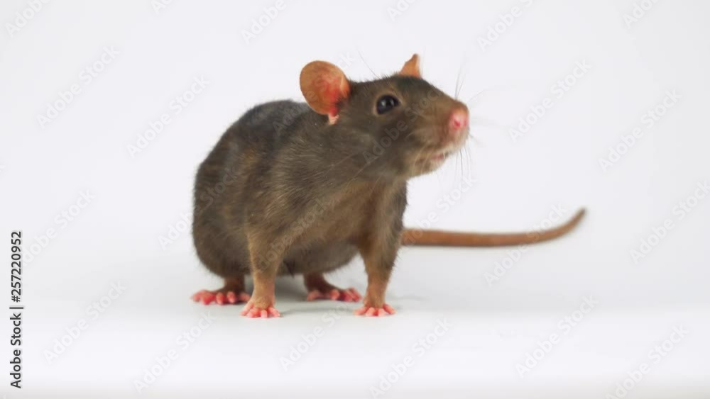 Rat on white background Rat on white background