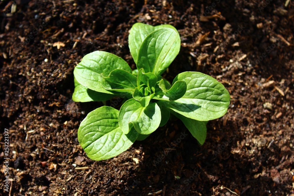 Ackersalat Ackersalat