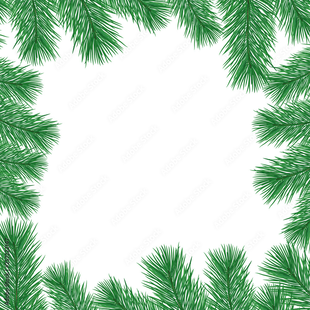 Green spruce branches on a white background.