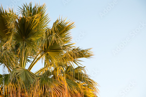 Palm tree in the background of a clear blue sky. Background for inserting an image or text on a theme - tourism  travel and leisure. Natural background