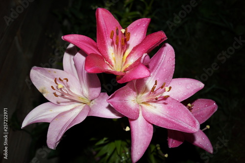 pink lily on black background