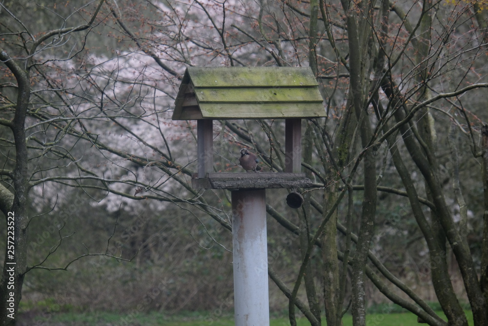 Off- blance Jay on a bird table Off- blance Jay on a bird table