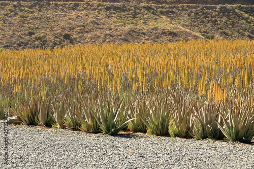 Plantation of aloe vera on the island Gran Canaria, Spain