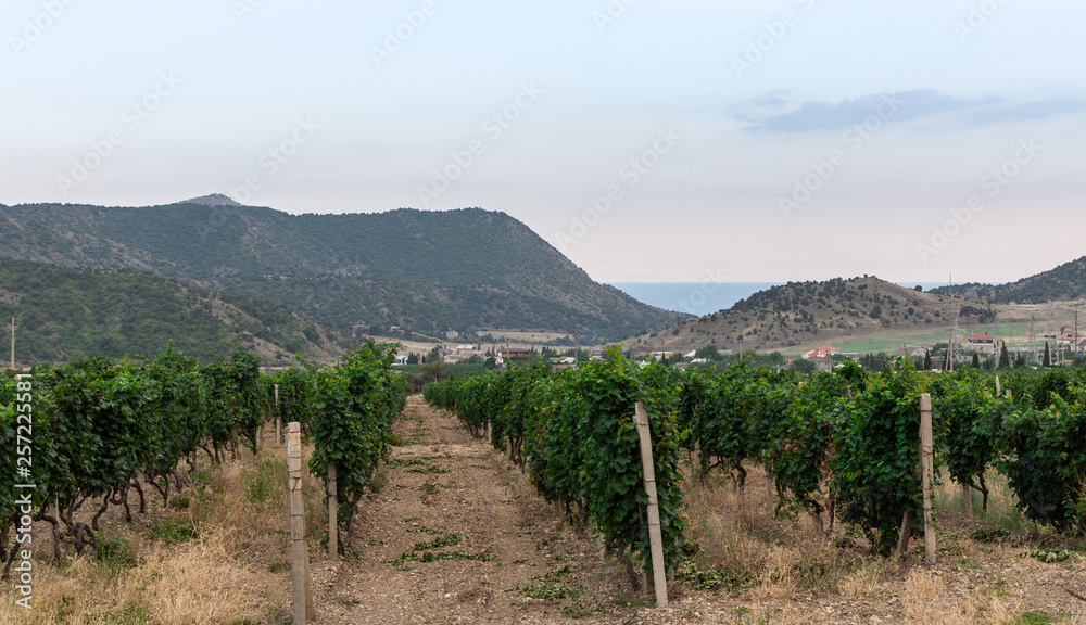 View of the mountains, sea and the valley with vineyards