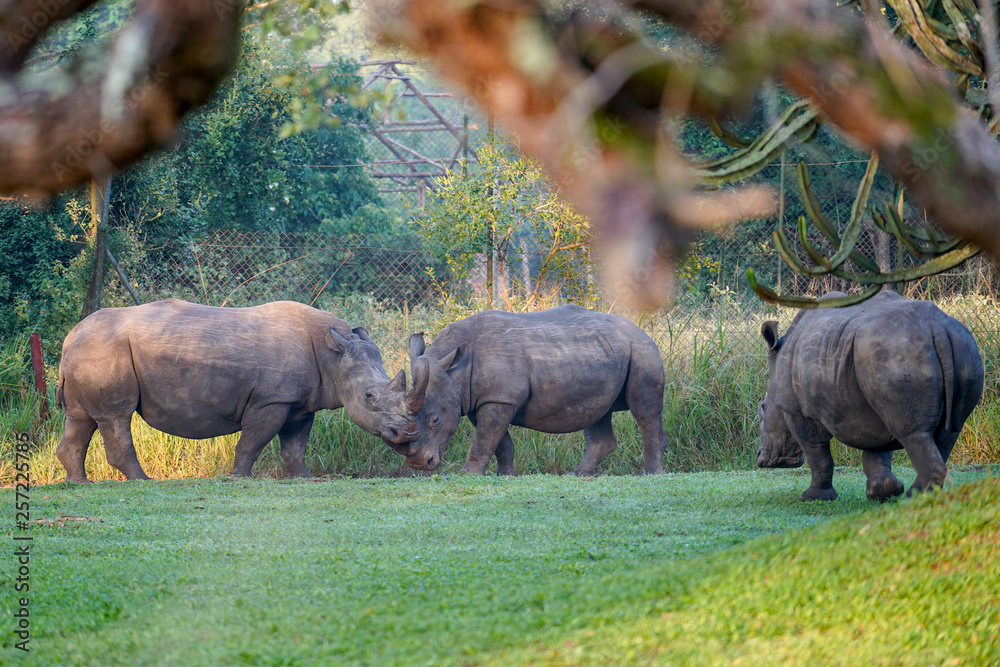 Obraz premium Rhino in Ziwa Park