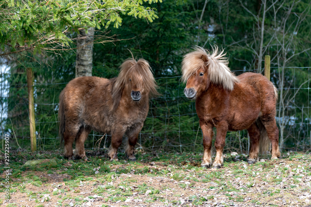 Fototapeta premium Shetland horse outdoors in sweden spring of 2019