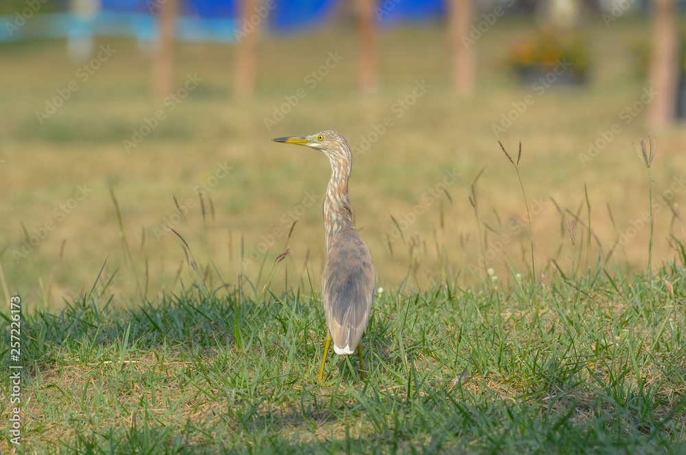 Chinese Pond-Heron {Ardeola bacchus} Chinese Pond-Heron {Ardeola bacchus}