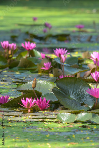 Lotus flowers  Waterlily